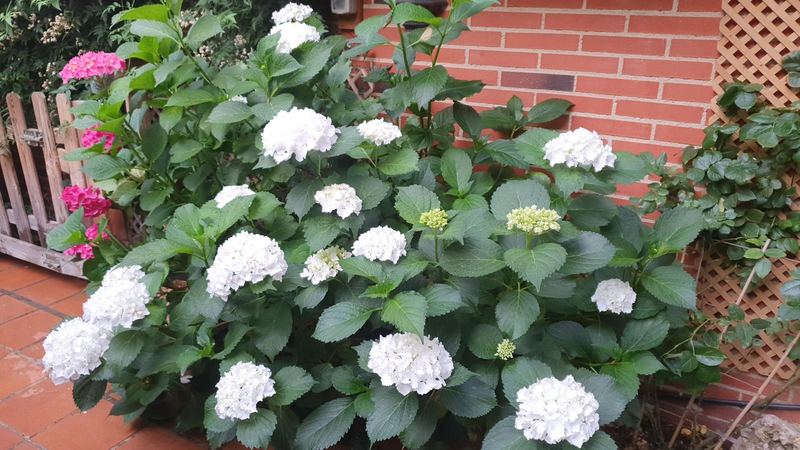 Hortensias blancas y rosas en flor junto a una pared de ladrillo