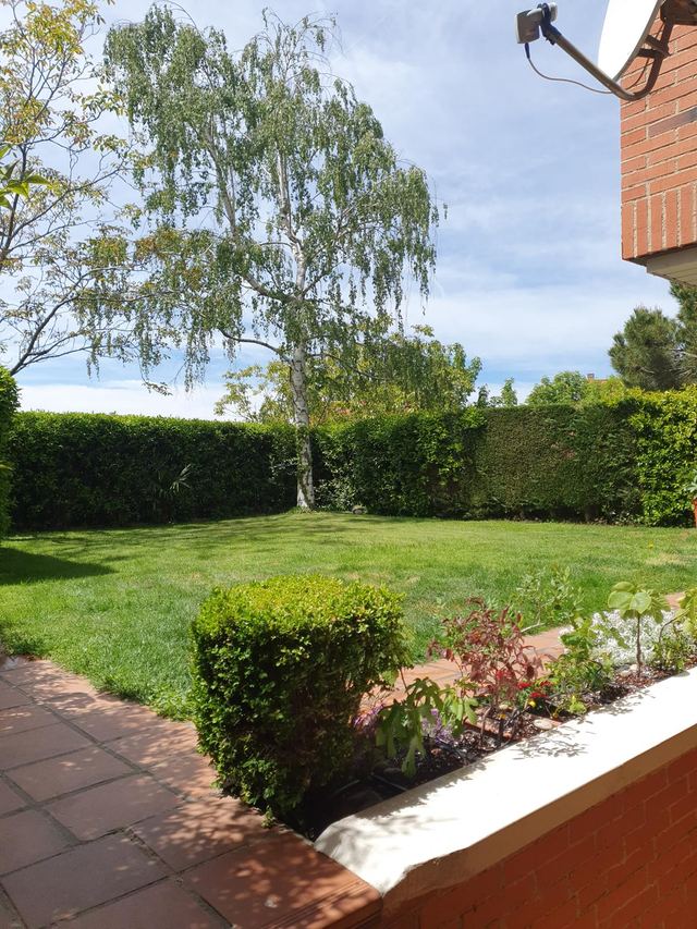Jardín con abedul, césped y setos altos perfectamente recortados