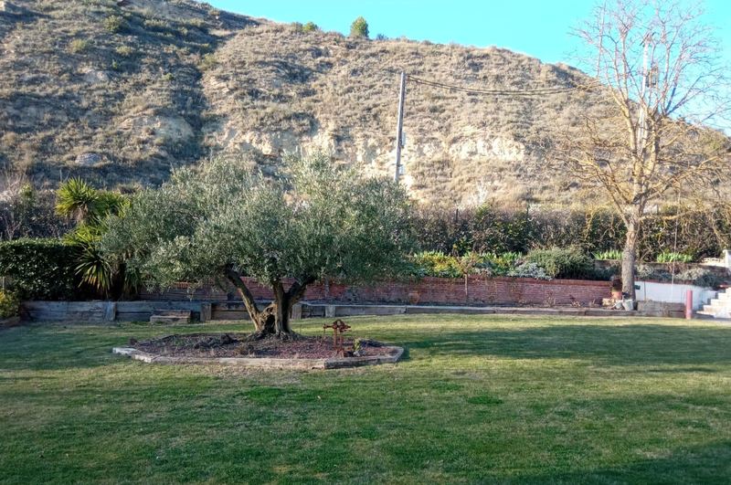 Jardín con césped cuidado y olivo en parterre, a los pies de la ladera